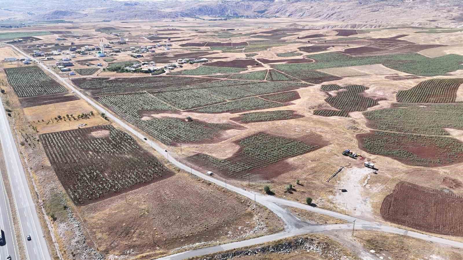 Sivas’ta ayçiçeği üretimi yüzde 109 arttı