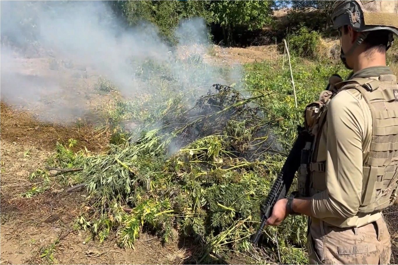Diyarbakır’da 217 Bin 608 Kök Kenevir İmha Edildi