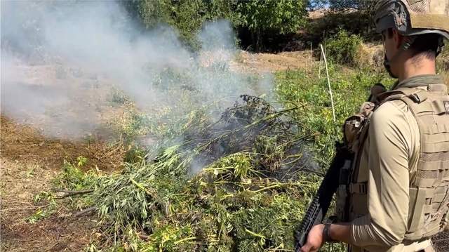Diyarbakır’da 217 Bin 608 Kök Kenevir İmha Edildi