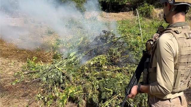 Diyarbakır’da 217 Bin 608 Kök Kenevir İmha Edildi