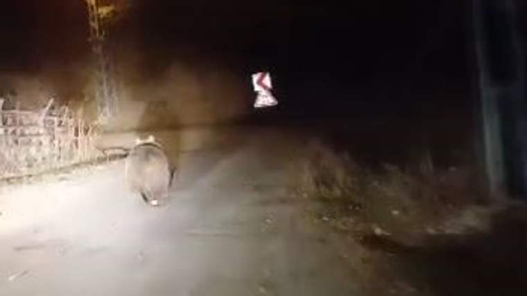 Karanlık bir yolda yürüyen bir ayı, arka planda bir trafik tabelası görünmekte.