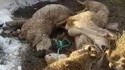 Sivas Altınyayla’da Kar Felaketi: Ahır Çöktü, 40 Koyun ve 14 Kuzu Telef Oldu