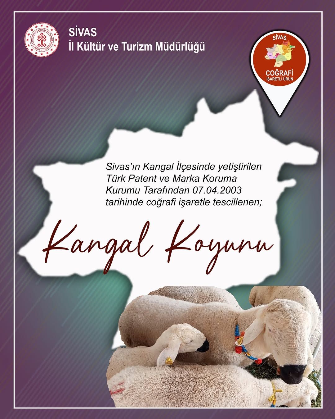 Sivas'ın Gururu Kangal Koyunu: Anadolu'nun Yerli ve Dayanıklı Irkı