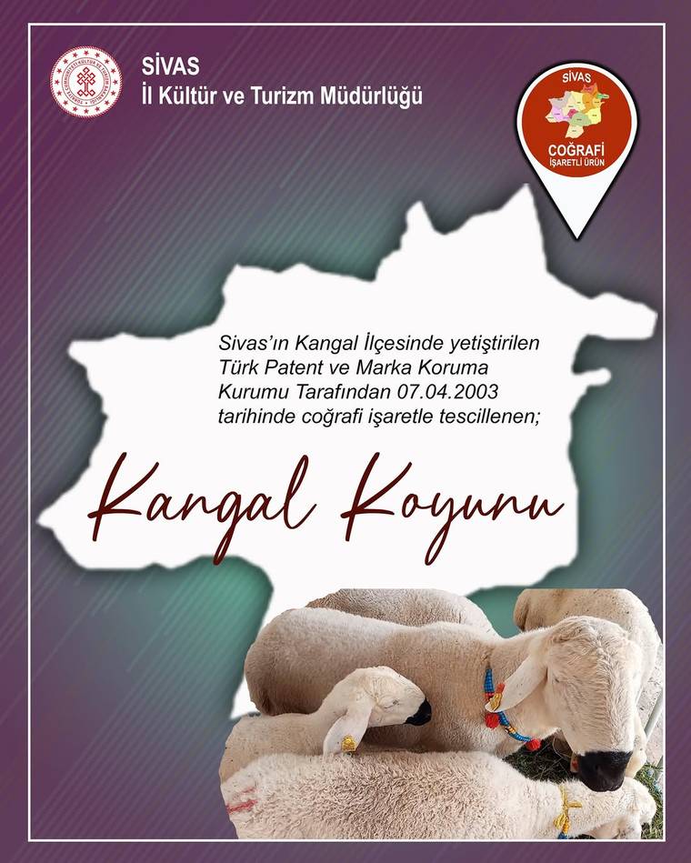 Kangal koyununa ilişkin afişte, koyun görselleri ve coğrafi işaret tesciline dair Türkçe yazılar yer alıyor.