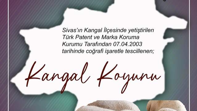Sivas'ın Gururu Kangal Koyunu: Anadolu'nun Yerli ve Dayanıklı Irkı