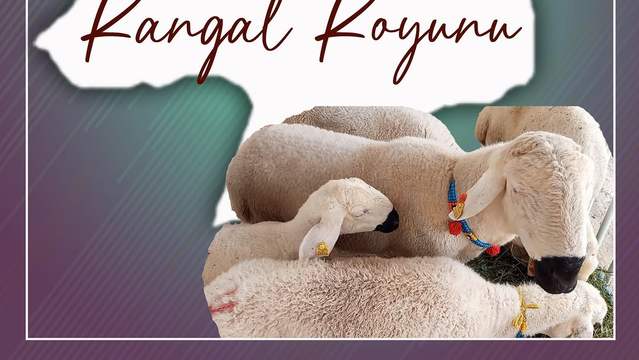 Sivas'ın Gururu Kangal Koyunu: Anadolu'nun Yerli ve Dayanıklı Irkı
