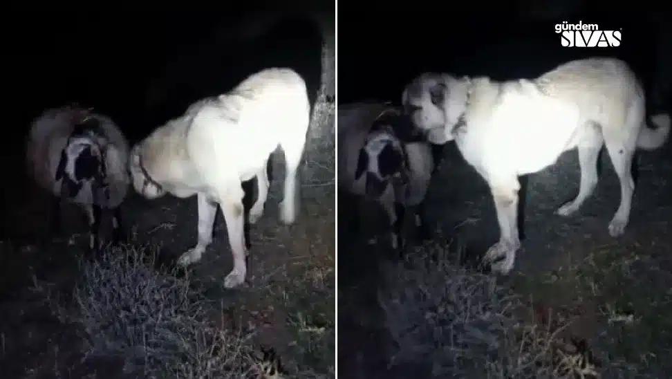 Germerek'te Kangal Köpeği Hayrete Düşürdü