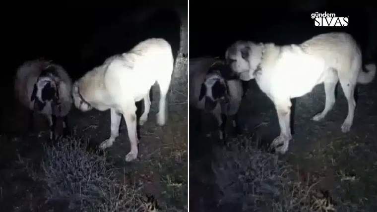 Gece çekiminde, biri iri beyaz, diğeri koyu renkli iki köpek otların arasında yan yana duruyor.