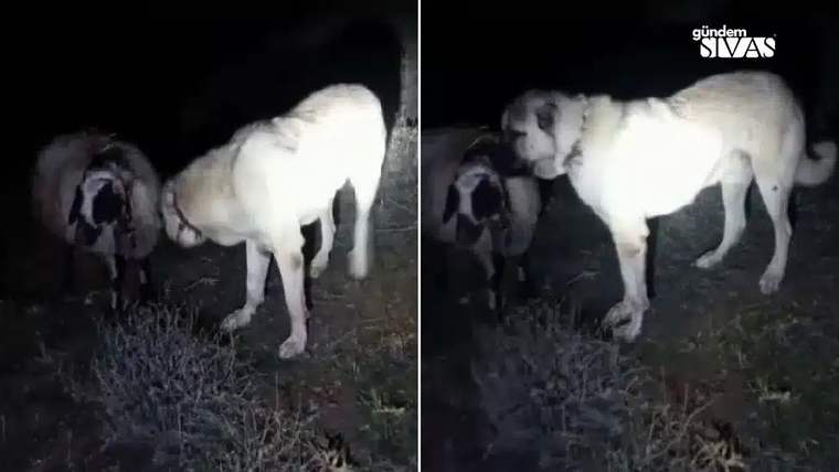 Germerek'te Kangal Köpeği Hayrete Düşürdü