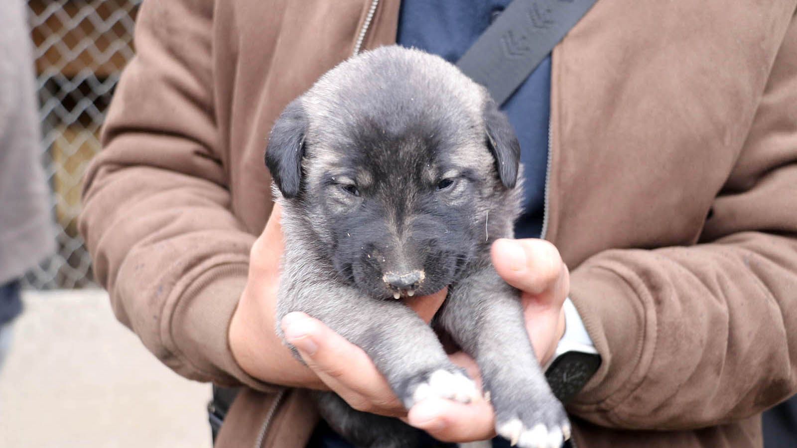 Erasmus öğrencileri Sivas’ta Kangal köpekleriyle tanıştı