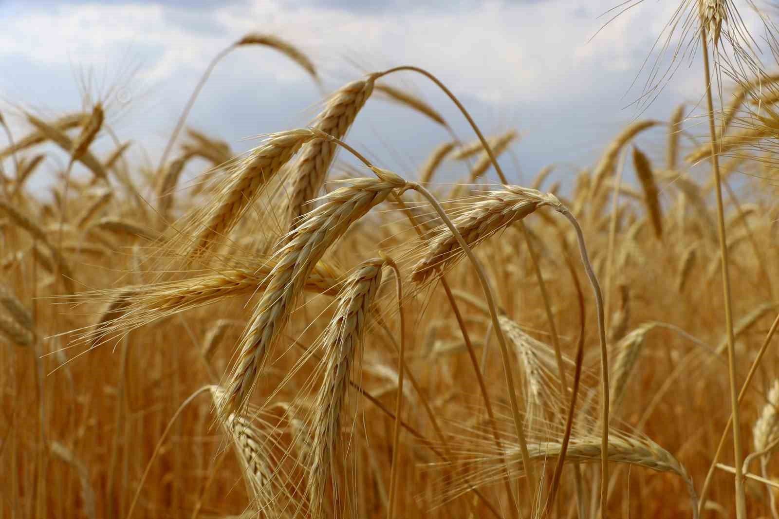 Sivas'ta Çiftçiyi Sevindiren Yağışlar Rekor Getirecek
