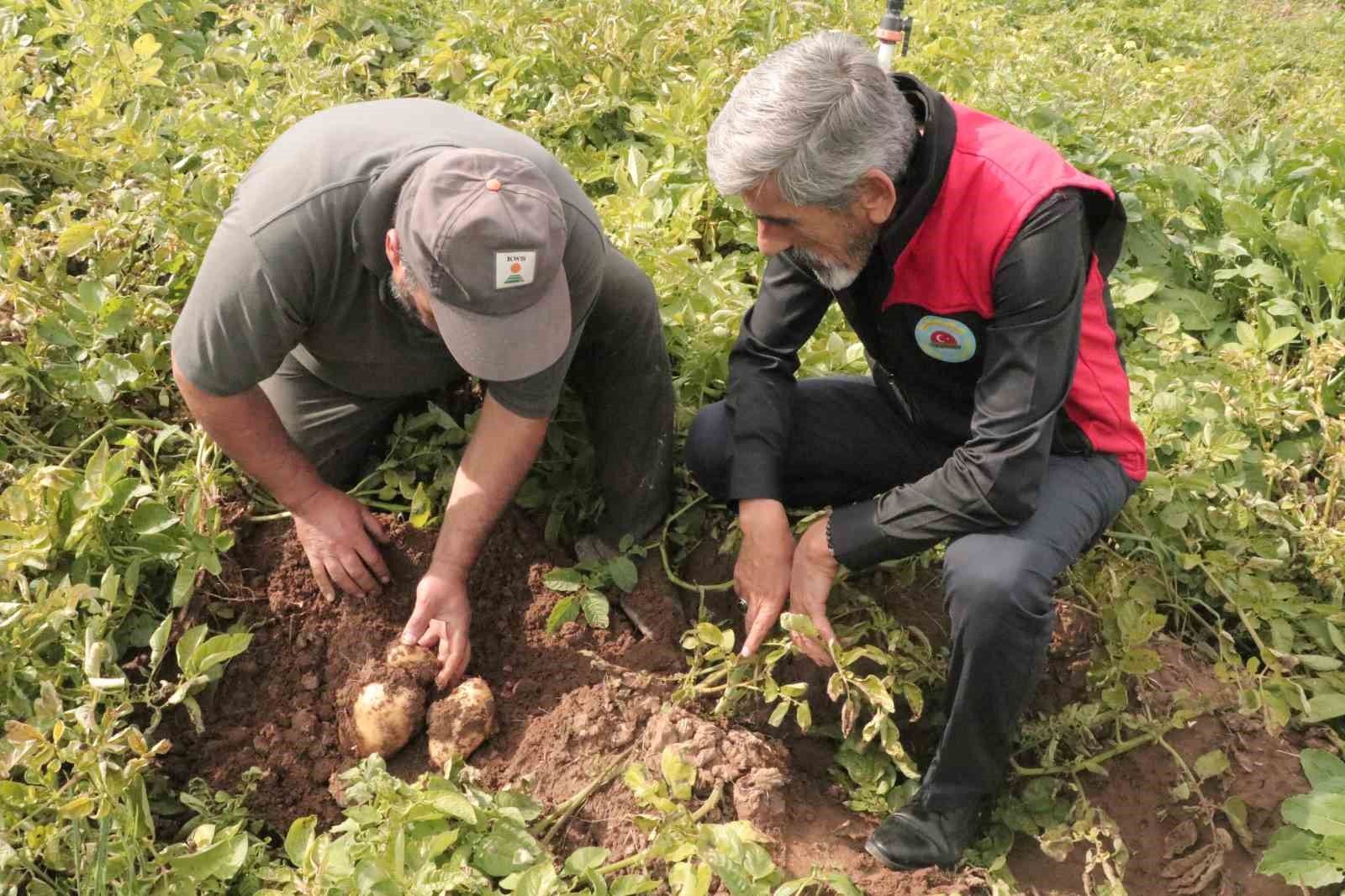 Sivas’ta patates sökümü için gözler 29 Ekim’e çevrildi