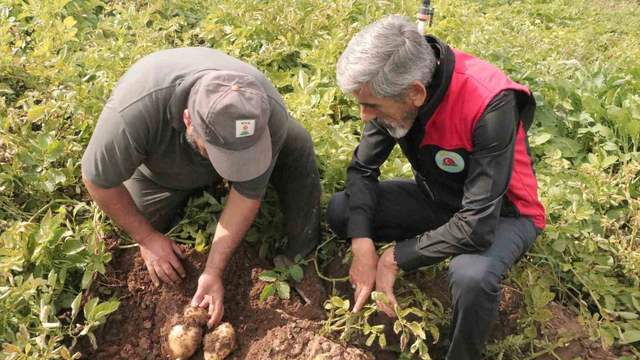Sivas’ta patates sökümü için gözler 29 Ekim’e çevrildi