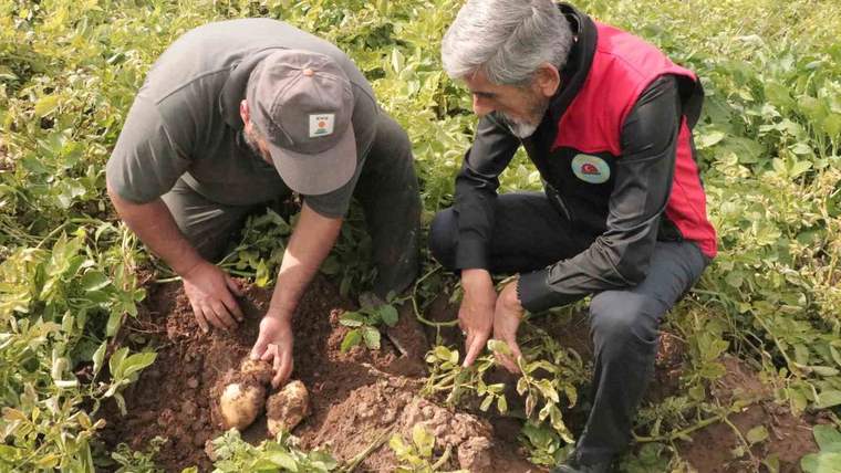 Sivas’ta patates sökümü için gözler 29 Ekim’e çevrildi