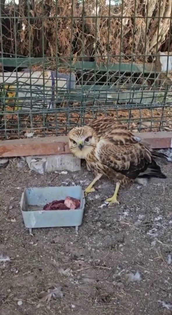 Sivas'ta Kurtarılan Şahin Yeniden Doğada!