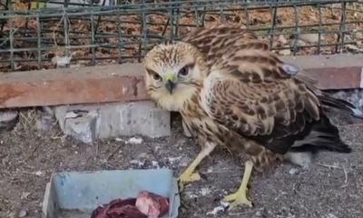 Sivas'ta Kurtarılan Şahin Yeniden Doğada!