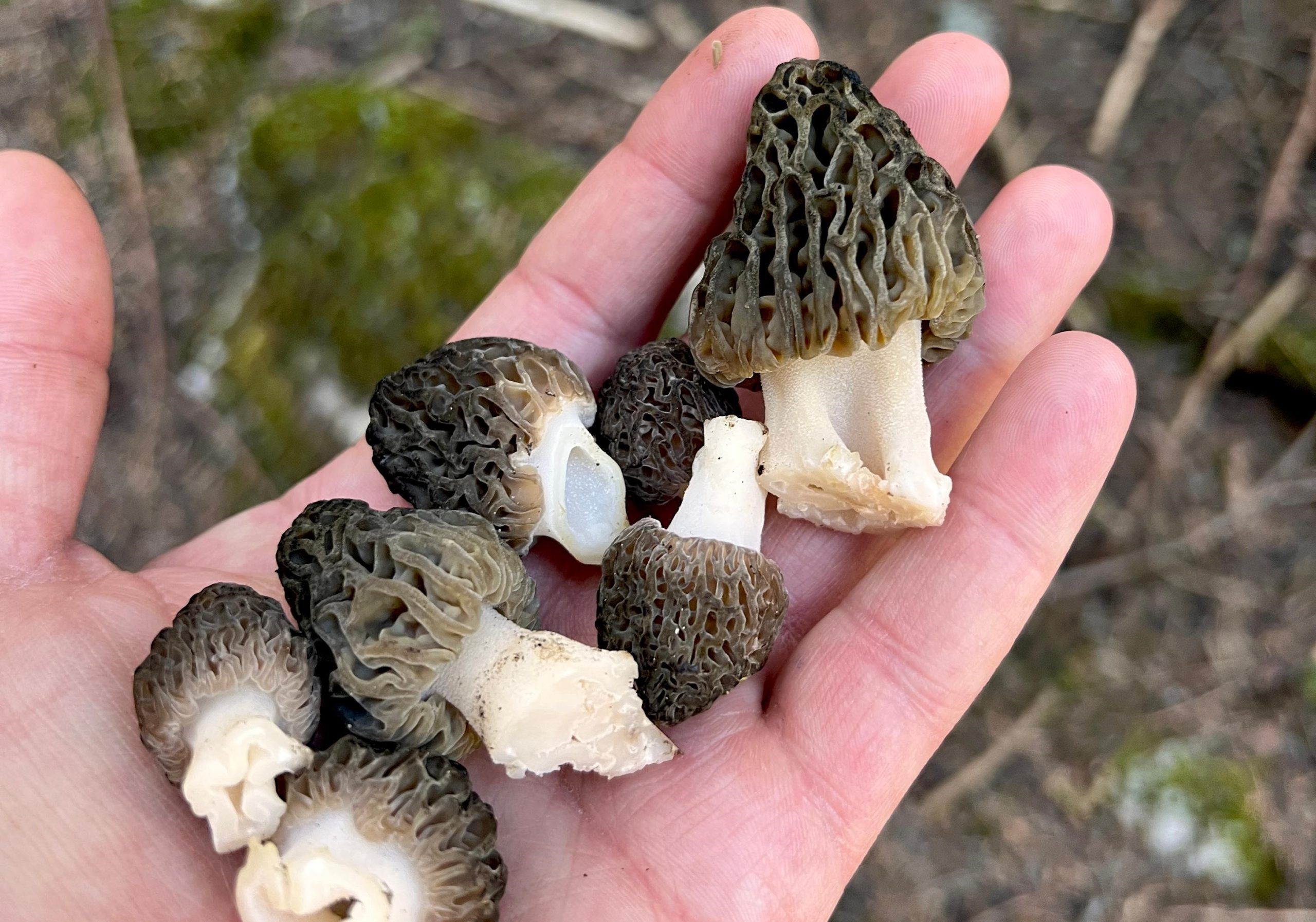🌧️ Kuzugöbeği Mantarı Yağışlarla Bereketlendi: Fiyatlar Rekora Koşuyor