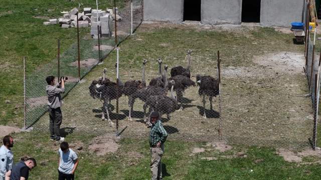 Babasının Hayalini Gerçekleştirdi: Sivas’ta Deve Kuşu Çiftliği Kurdu