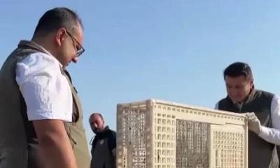 Sivas'ta Yuvadan Düşen İki Kerkenez Yavrusu Yeniden Doğaya Kavuştu!