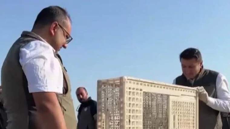İki kişi, kafes içinde iki kerkenez yavrusunu doğaya bırakmak için hazırlık yapıyor.