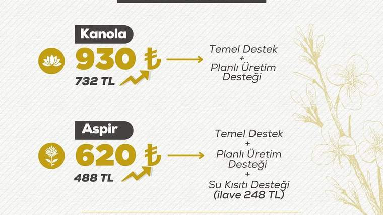 Kanola ve aspir bitkileri için destek tutarlarını gösteren bir infografik. Kanola için 930 TL, aspir için 620 TL yazıyor.