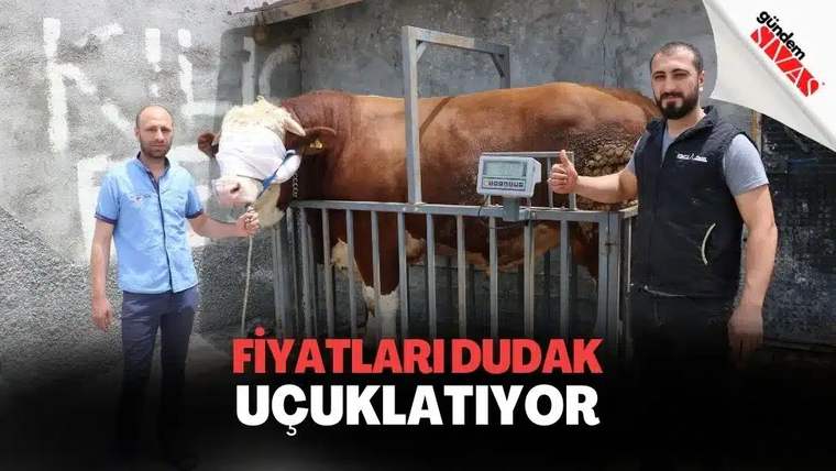 Metal bölmede duran kahverengi-beyaz bir sığırın yanında iki erkek ve dijital tartı görülüyor.
