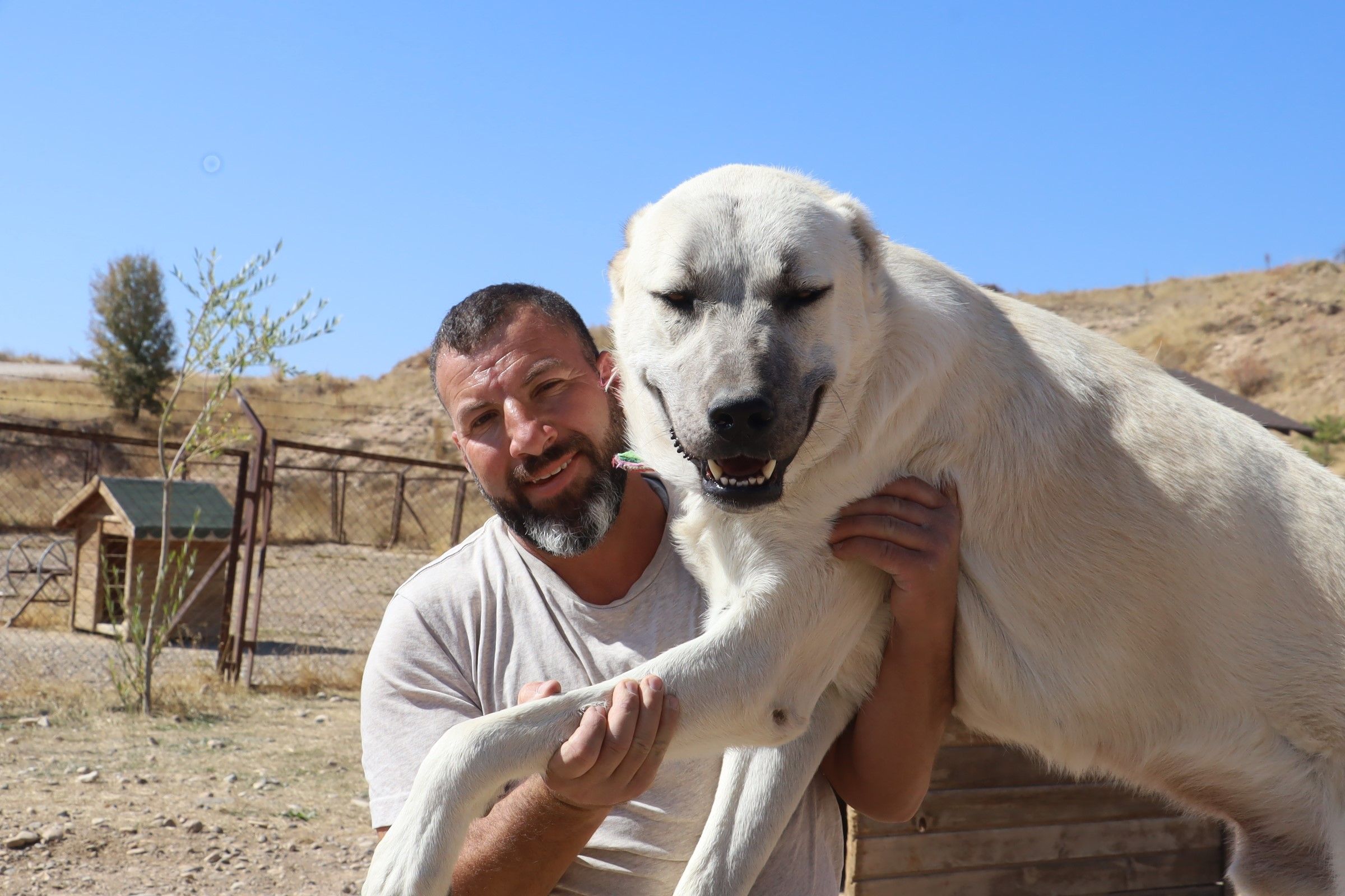 Bir kişi, kucağında büyük beyaz bir köpek tutuyor. Arka planda açık bir alan ve köpek kulübesi görünüyor.