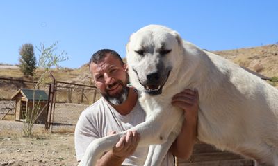 Kangal mı, Kars Çoban Köpeği mi? Uzman İsimden Net Açıklama Geldi!