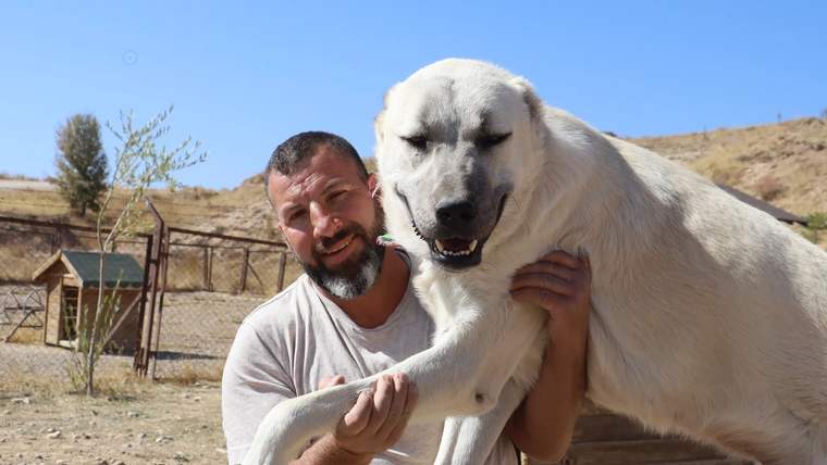 Bir kişi, kucağında büyük beyaz bir köpek tutuyor. Arka planda açık bir alan ve köpek kulübesi görünüyor.