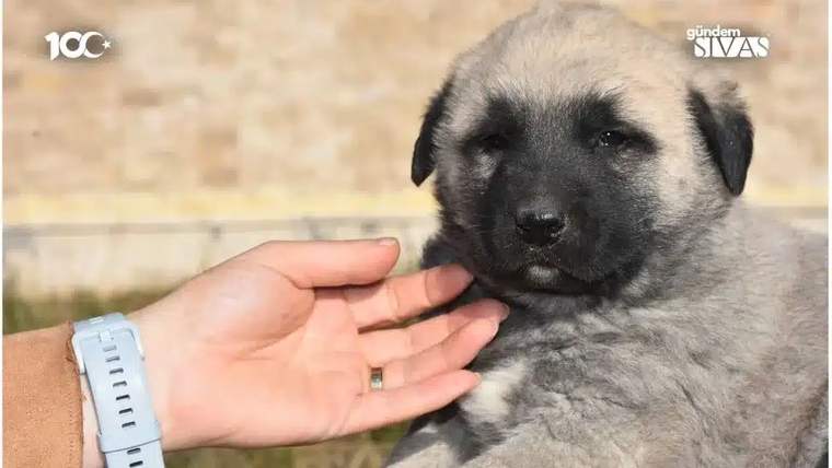 Kangal köpeği yavrusu, bir elin yanında oturuyor.