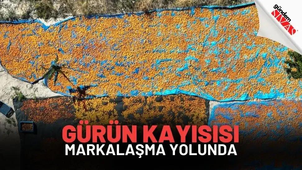 Gürün Kayısısı Markalaşma Yolunda