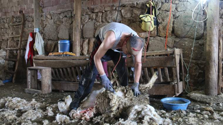 Ahırda bir kişi, yerde yatan koyunun yünlerini makasla kırkarken çevrede yün parçaları görülüyor.