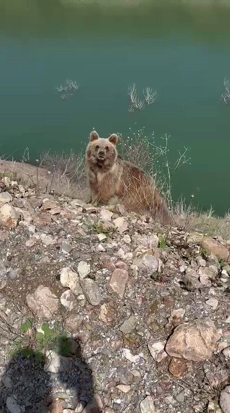 Sivas'ta Ayı Saldırısı Kamerada: “Koca Oğlan” Diye Seslendi, Az Kalsın Canından Oluyordu!