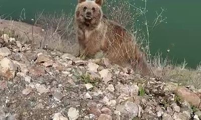 Sivas'ta Ayı Saldırısı Kamerada: “Koca Oğlan” Diye Seslendi, Az Kalsın Canından Oluyordu!