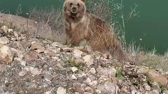 Sivas'ta Ayı Saldırısı Kamerada: “Koca Oğlan” Diye Seslendi, Az Kalsın Canından Oluyordu!