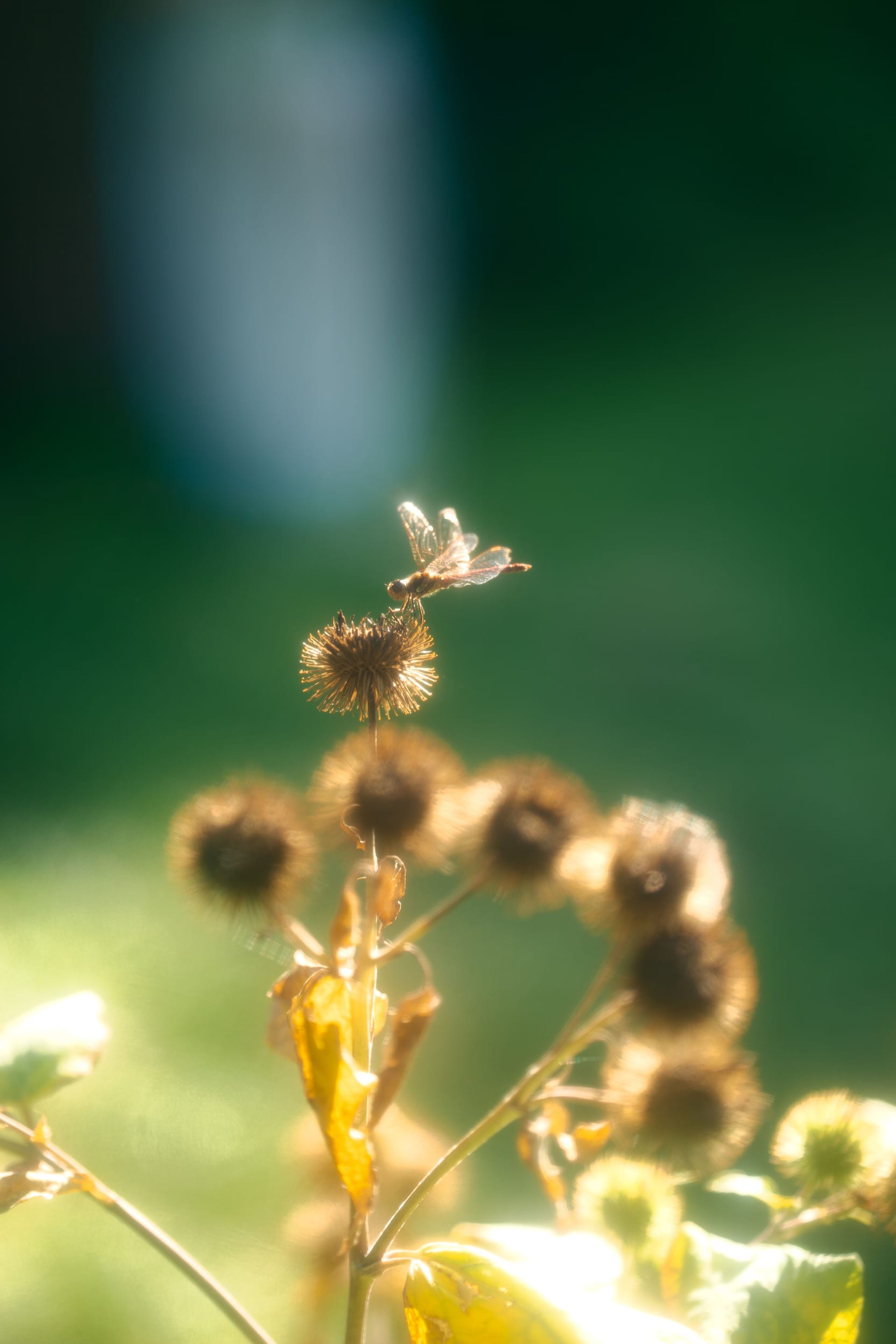 A dragonfly resting on a dried seed head, backlit in the afternoon sun