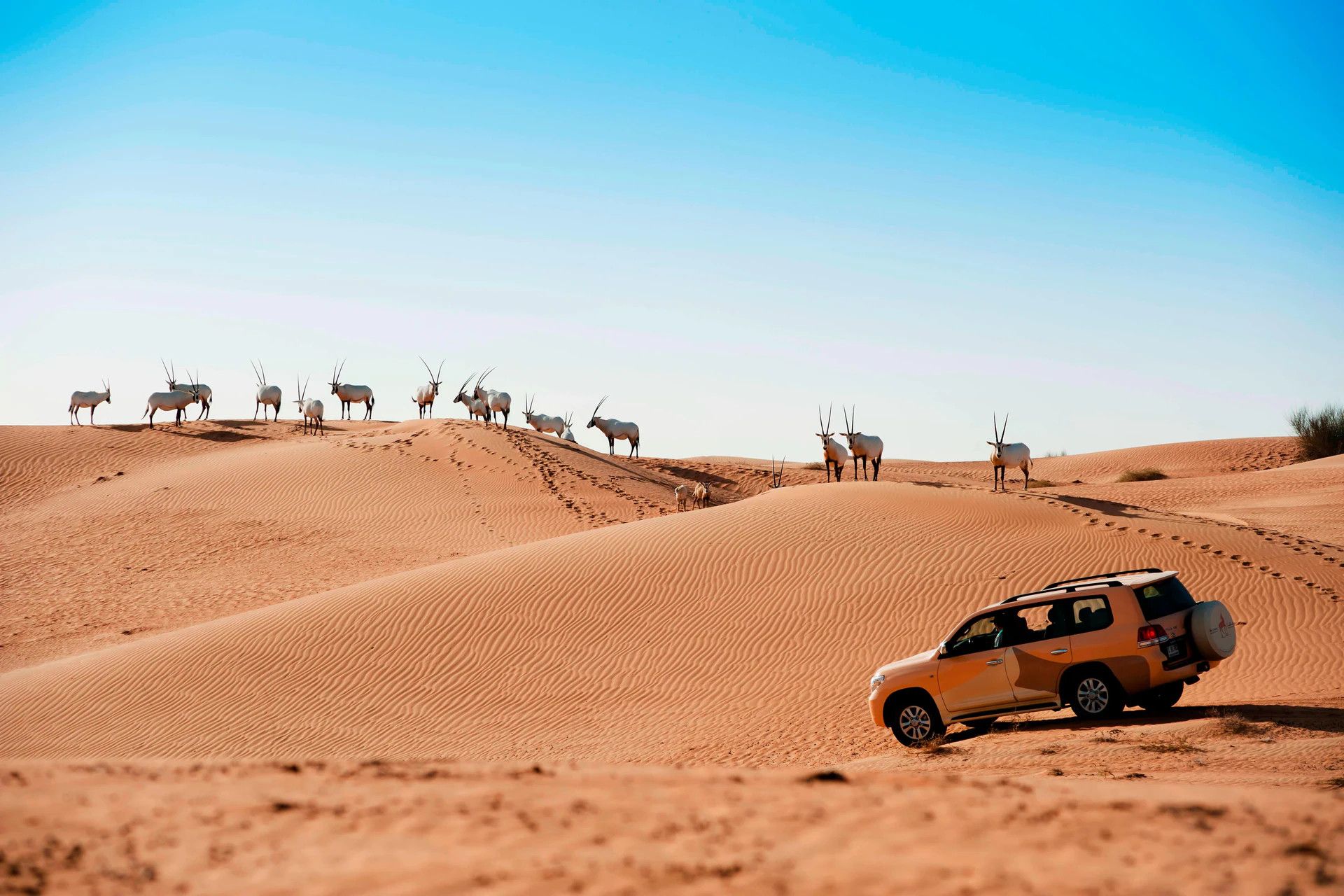 The desert safari with a camp barbecue