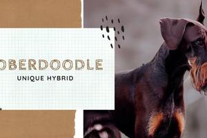 Doberdoodle β A Perfect Hybrid Of A Doberman And A Poodle, Traits, Temperament, Grooming Needs