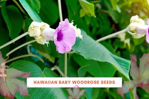 Hawaiian Baby Woodrose Seeds: Benefits, Risks & Uses, Psychoactive Properties, Legality, And Safe Consumption Methods
