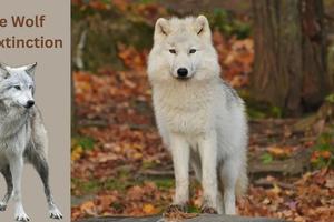 Dire Wolf De-Extinction: How Scientists Brought Back an Ice Age Legend After 10,000 Years