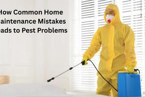 How Common Home Maintenance Mistakes Leads to Pest Problems
