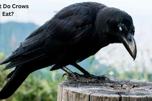 What Do Crows Eat? The Complete Guide to Crow Diet and Feeding Habits