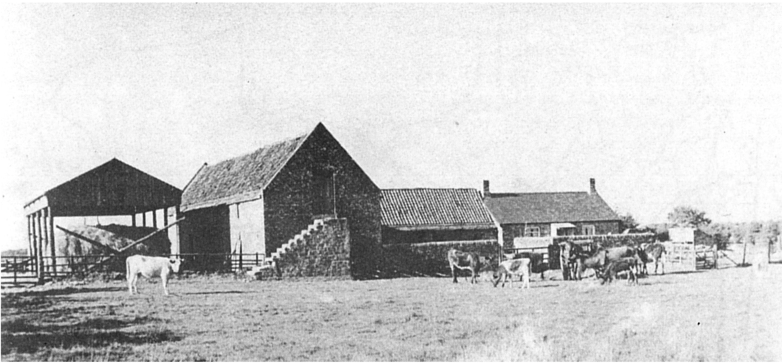 Black and white photograph of a farmstead with an open-sided hay barn and stone byres, cattle grazing in the field in front