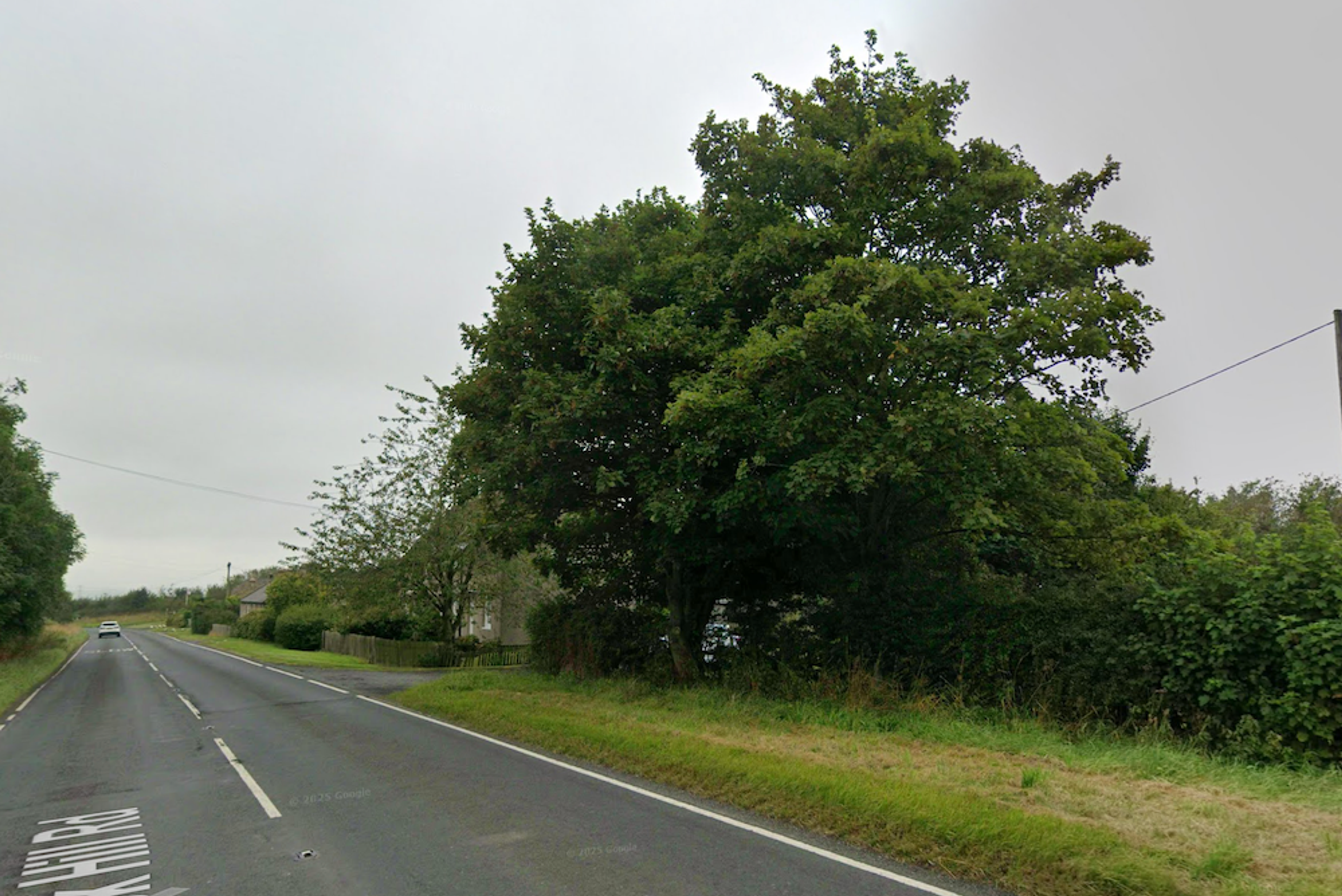 A grass verge and hedge beside a country road, with a large tree where a building once stood