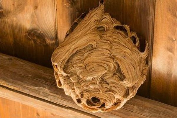 Don't Get Stung: Your Guide to Wasp Nest Removal in Ponteland & Darras Hall