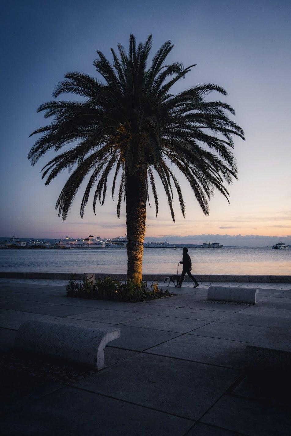 A palm tree on the foreshore at dusk