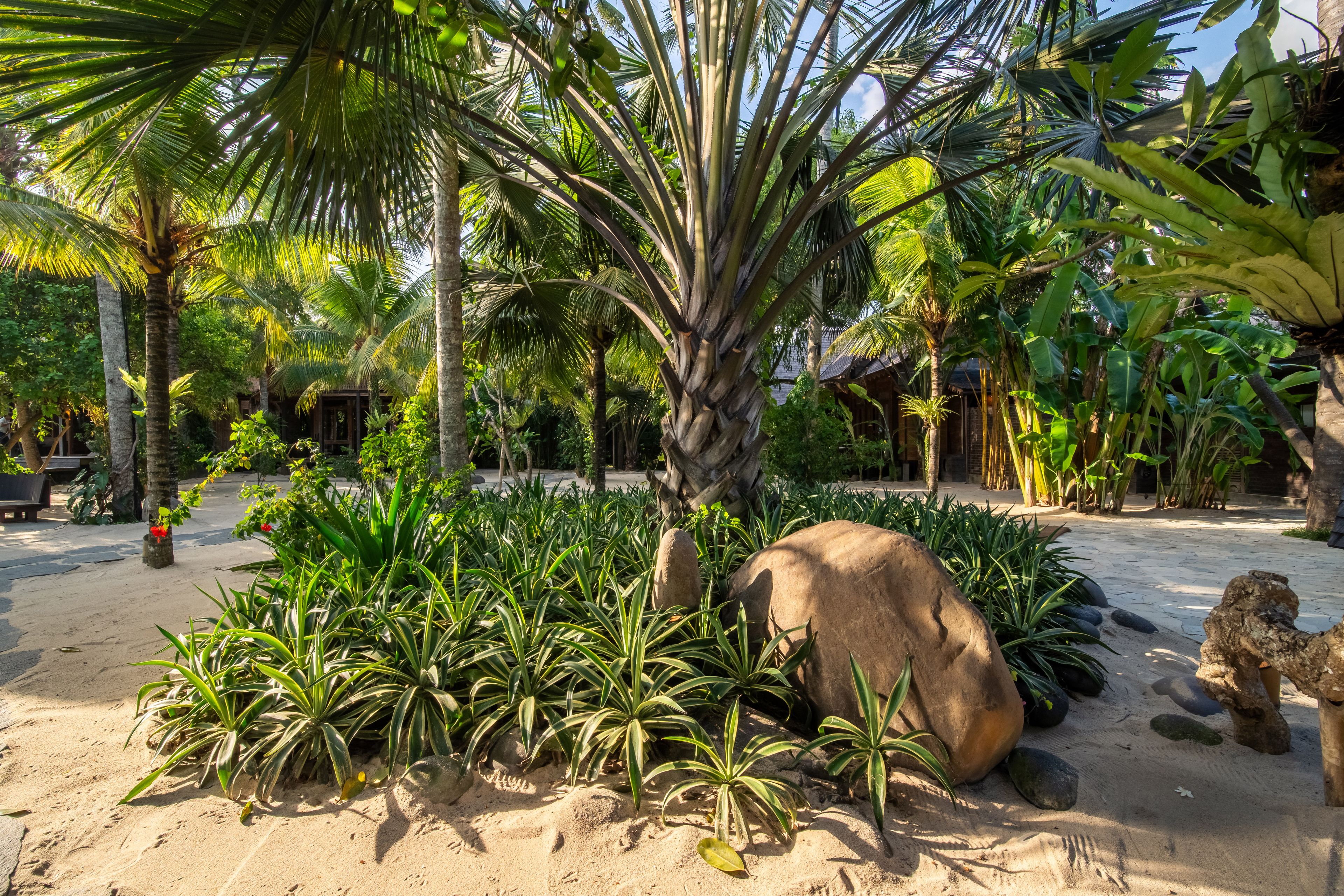 Low planting and boulders across the sand courtyard, villas visible through the palms.