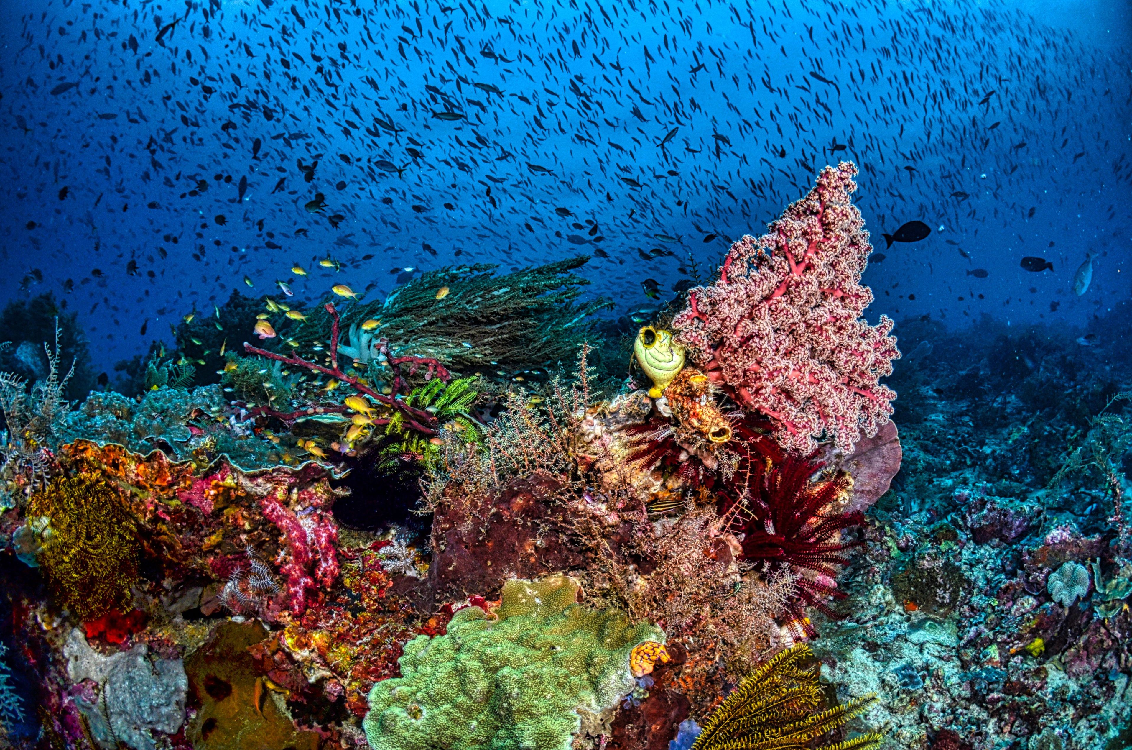 The coral triangle bali