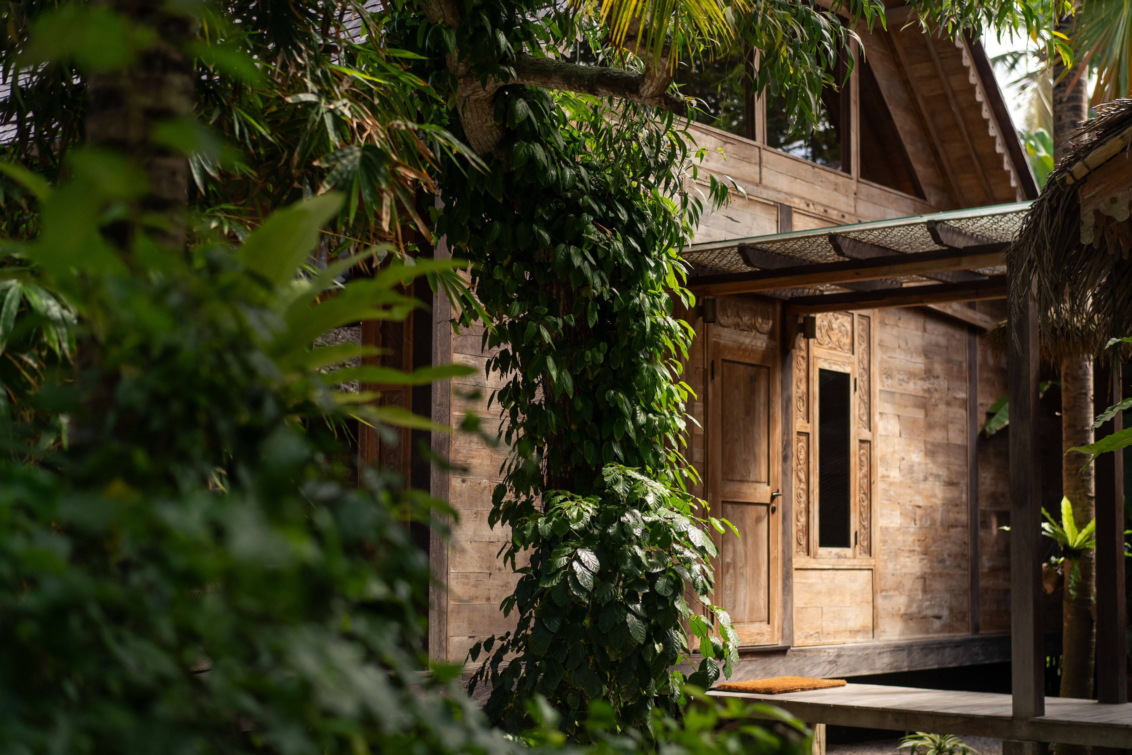 The villa's timber wall and window seen through a curtain of creeper and leaves.