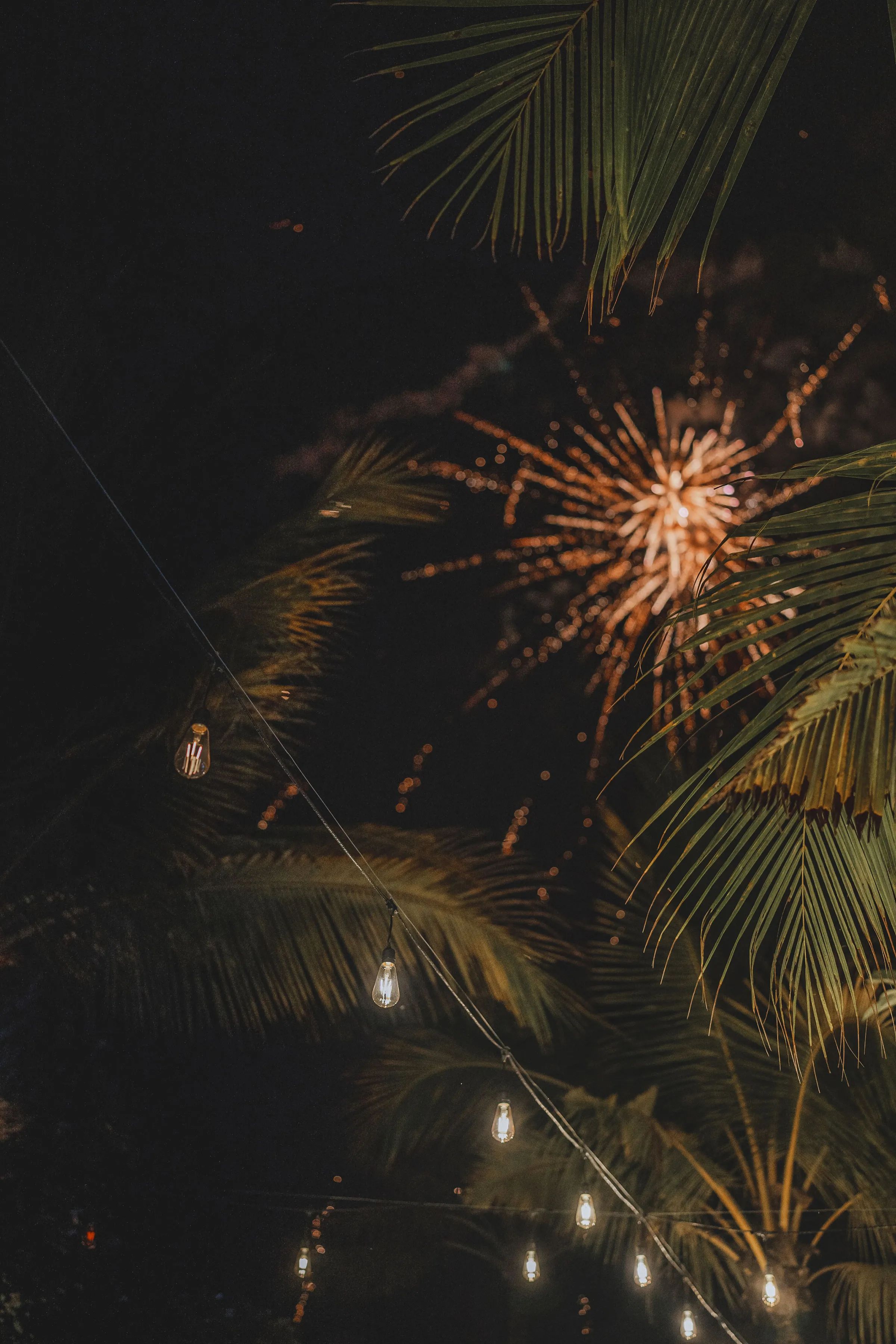 A firework bursting in the night sky behind palm fronds.